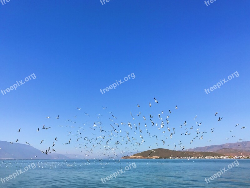 Erhai Lake In Yunnan Province Double-gallery Seagull Sea