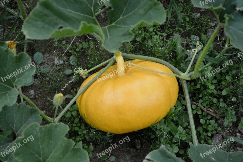 Yellow Pumpkin Garden Vegetable Garden Vegetable Field