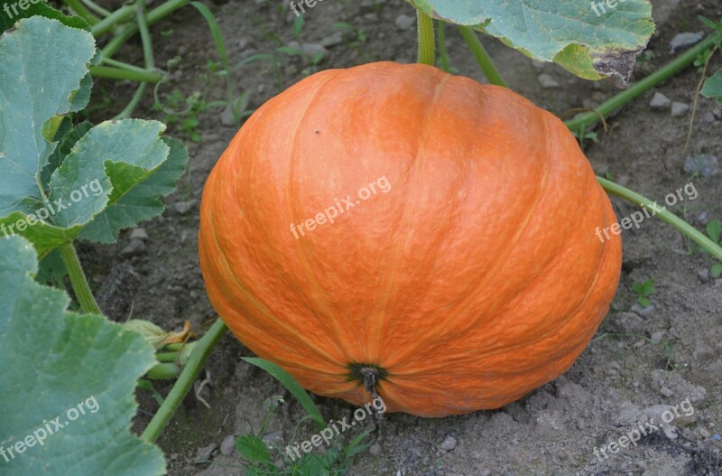 Pumpkin Orange Vegetables Decoration Carved Pumpkin