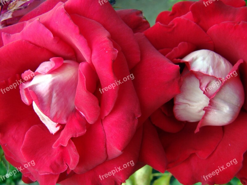 Rose Red Rose Blooming Flower Rose Flower Red Flower