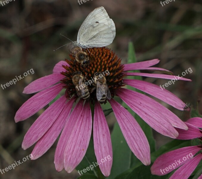 Bees Together Multicultural Place For All Echinacea Purpurea