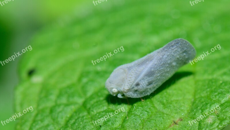 Insect Strange Insect Macro Tiny Nature