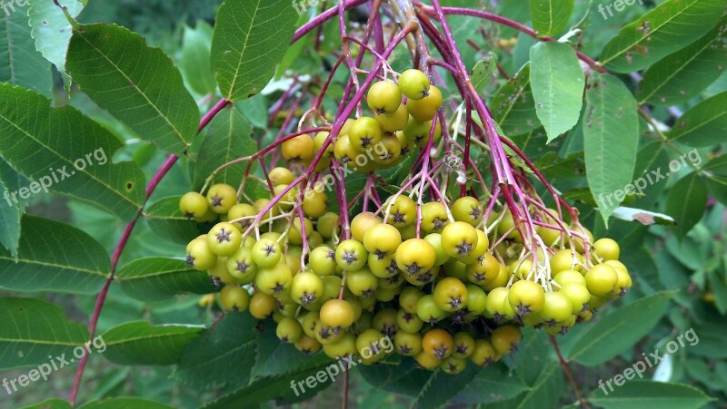 Plant Tree Foliage Rowan Summer