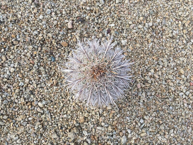 Mountain Cacti Cactus Rare Shapes Rare Plants