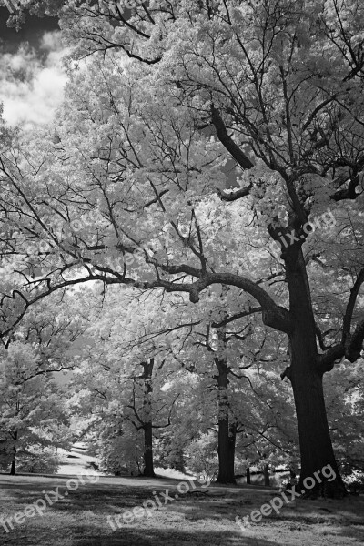 Infrared Black And White Hills Trees Meadow