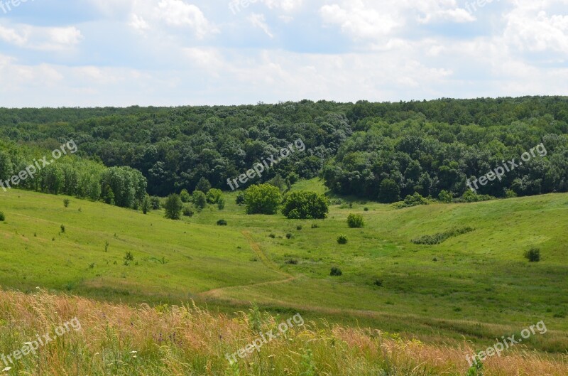 Yar Beam Forest The Bushes Landscape