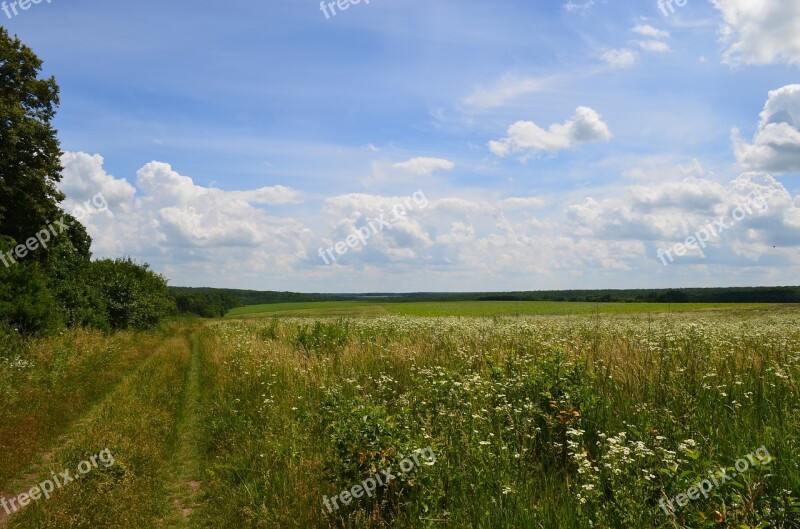 Field Forest Road Clouds Sky