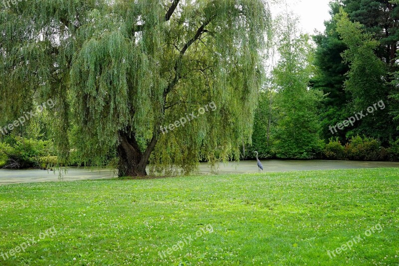 Willow Tree Pond Nature Green Landscape