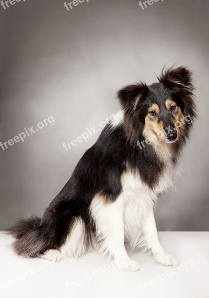 Farm Collie Dog Collie British Sheepdog Pet