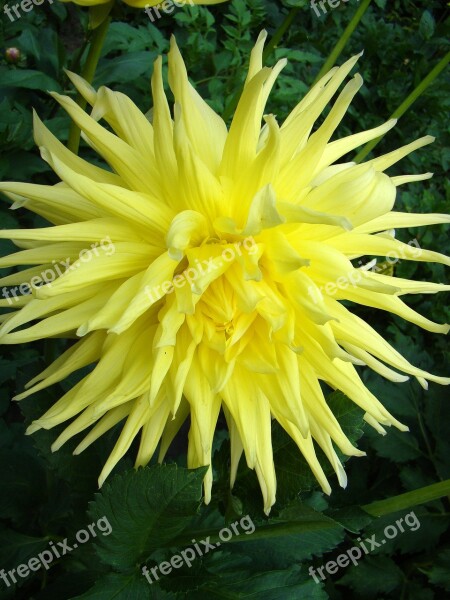 Flower Large Flower Yellow Flower Exotic Flower The Petals