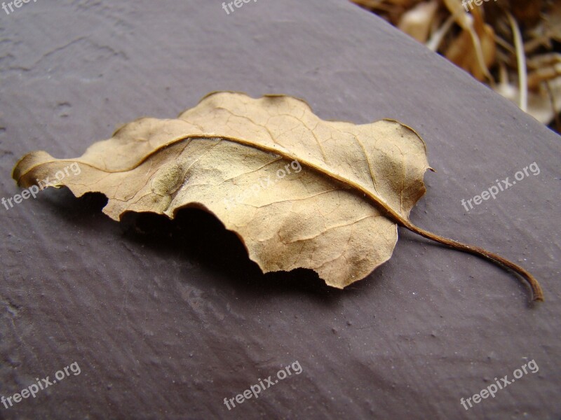 Leaf Dry Leaf Autumn Autumn Weather Foliage