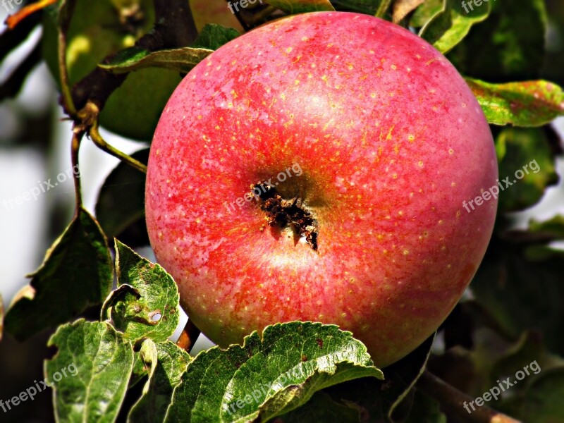 Apple Fruit Apples Tree Nature