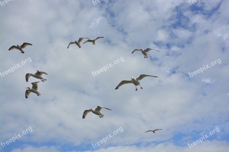 Flight Of Gulls Gulls Grouped Gulls Sky Cloud