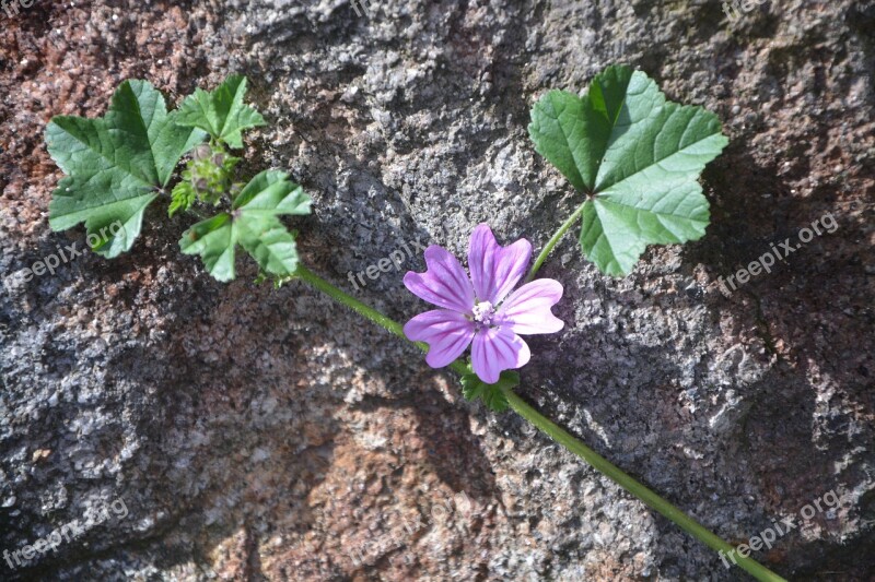 Flower Vines Purple Flower Green Leaves Plant Summer