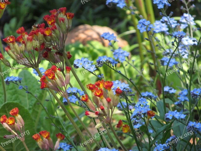 Spring Primrose Flower Meadow Forget Harbinger Of Spring