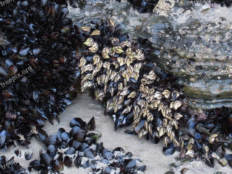 Galicia Percebes Crustacean Barnacle Perceves