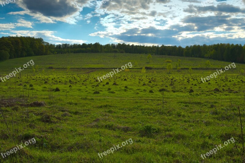 Field Hill Mole Grass Forest