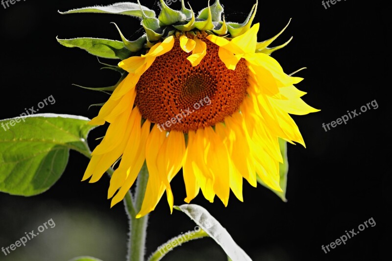 Sunflower Blossom Bloom Helianthus Yellow