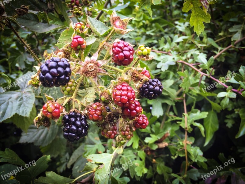 Fruit Hedgerow Nature Red Green