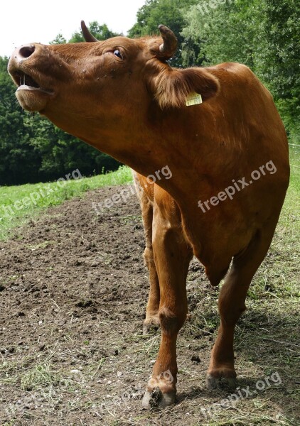 Cow Beef Muhend Pasture Agriculture