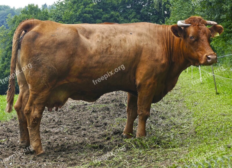 Cow Beef Fly Plage Pasture Agriculture