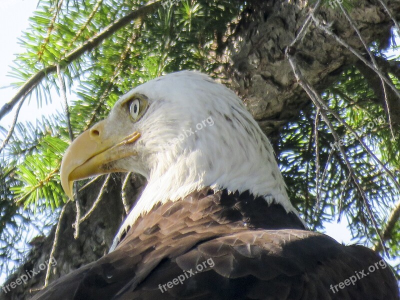 Bald Eagle Raptor Bird Nature Wildlife