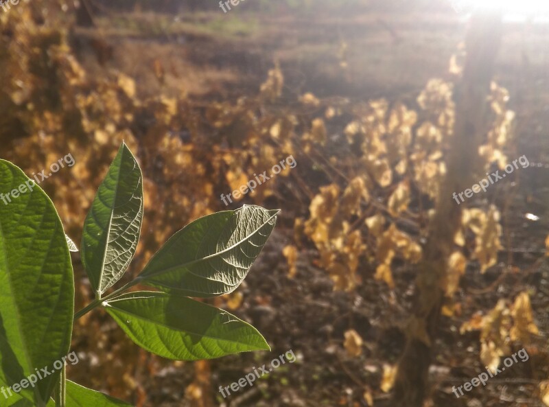 Wow Sun Green Plant Morning