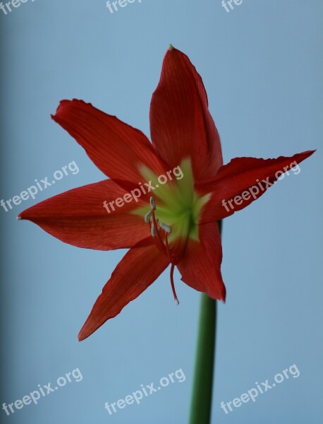 Lily Indoor Plant In Winter Winter Red