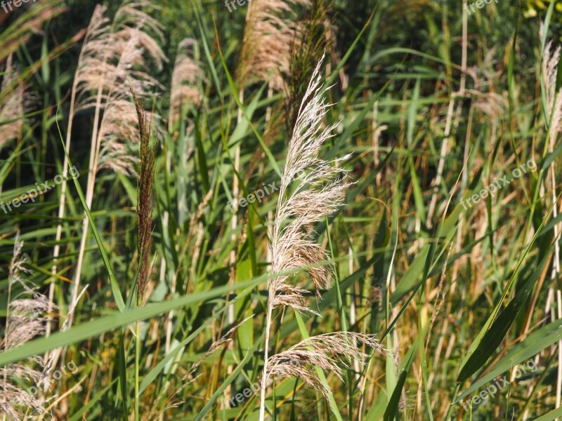 Fern Wind Summer Nature Plant