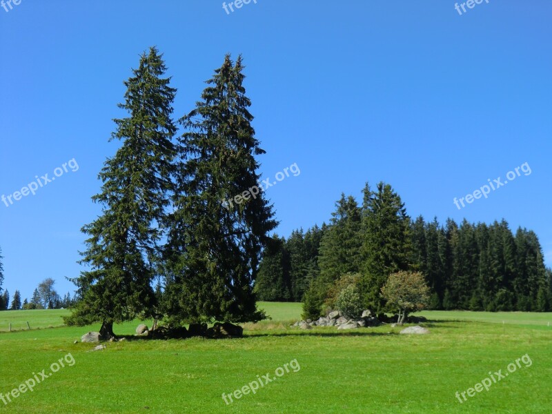 Black Forest Germany Forest Nature Landscape