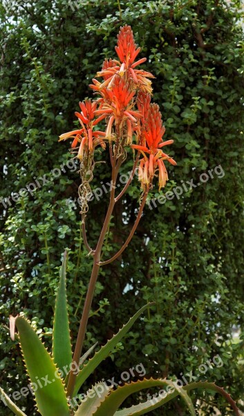 Red Hot Poker Flower Plants