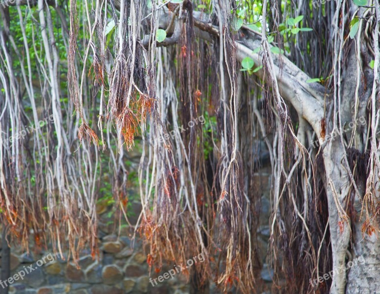 Banyan Tree Forest Tree Banyan Nature