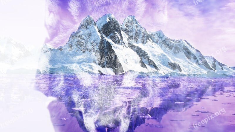 Animal Wolf Mountain Purple Snow