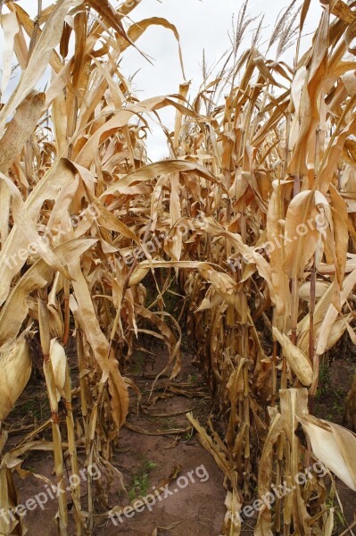 Corn Ripe End Of Season Field Agriculture