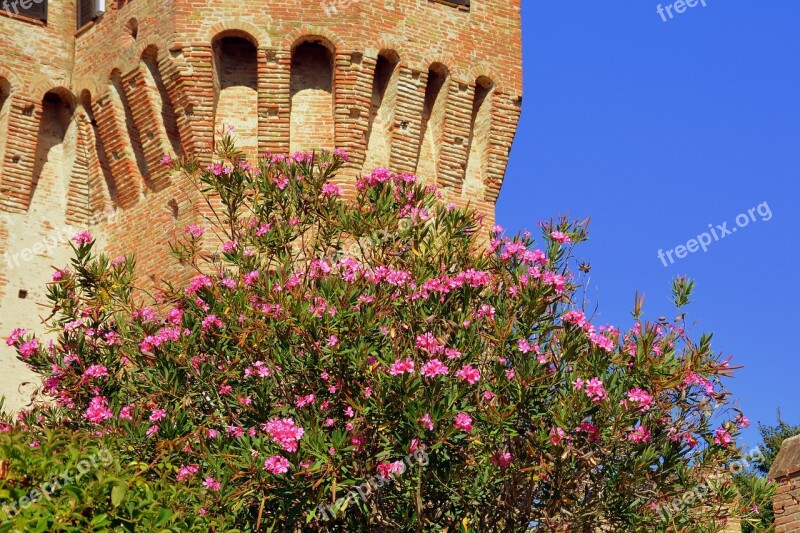 Bloom Torre Castle Flowers Spring