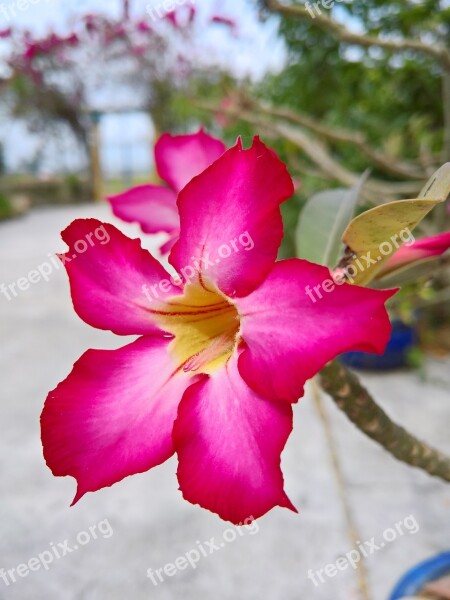 Pink Flower Natural Flowers Bloom Porcelain Flowers