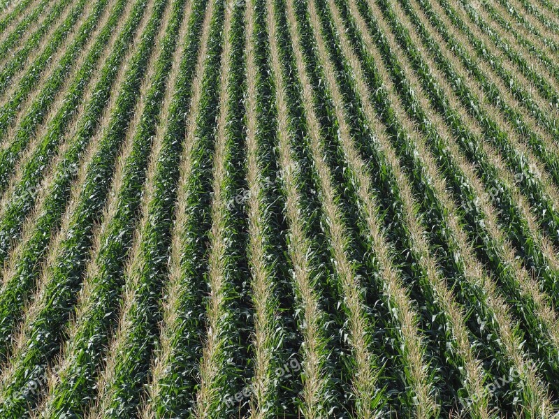 Corn Harvest Field Corn On The Cob Agriculture