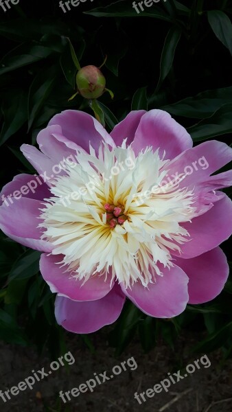 Peony Purple Flower Spring Floral