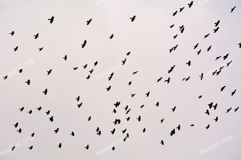 Flock Birds Crow Fly Ali