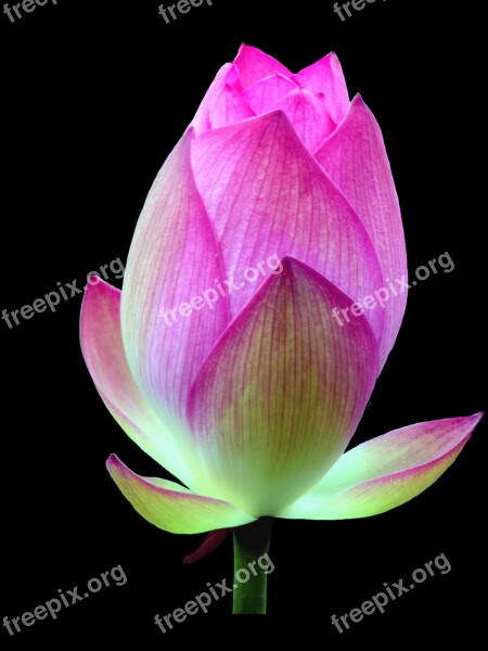 Lotus Blossom Isolated Lotus Flower Free Photos