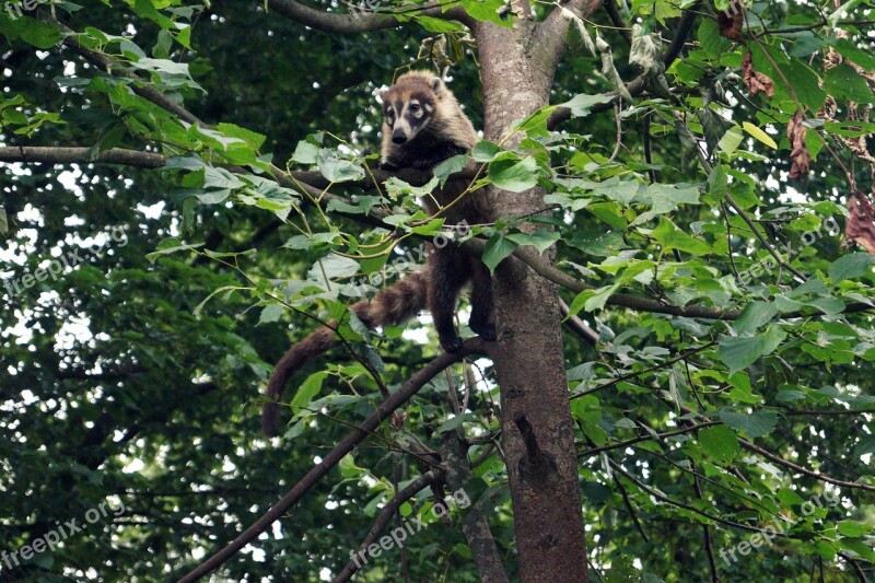 Coati Small Bear Climb Climber Tree