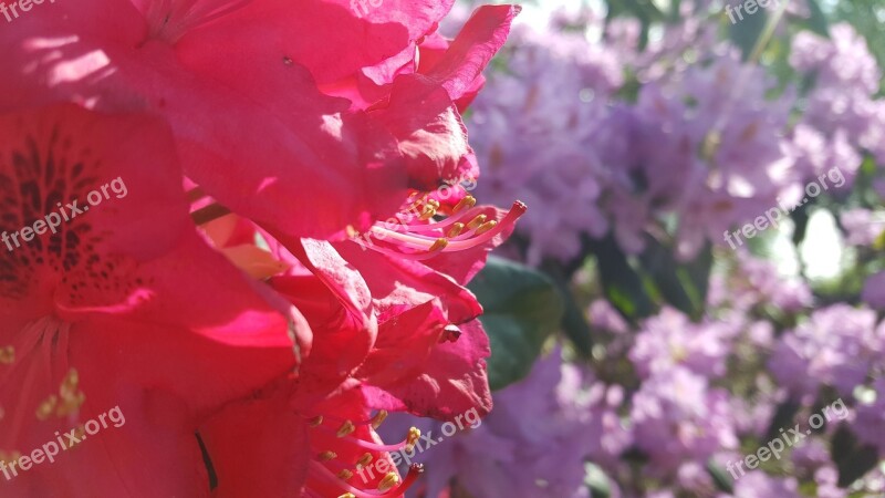 Flower Blossom Bloom Magenta Nature