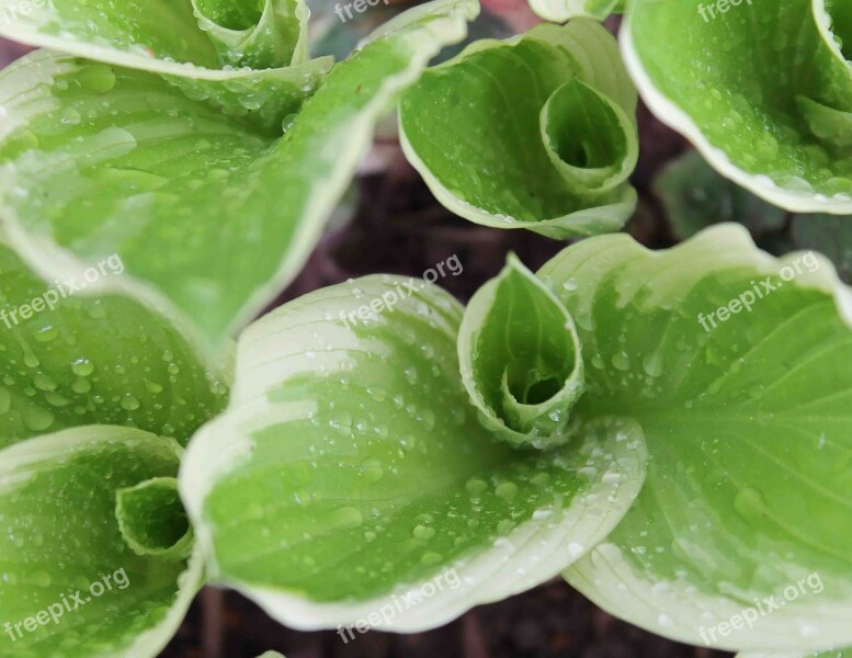 Green Plant Leafy Plant Green Leaf Green Leafy