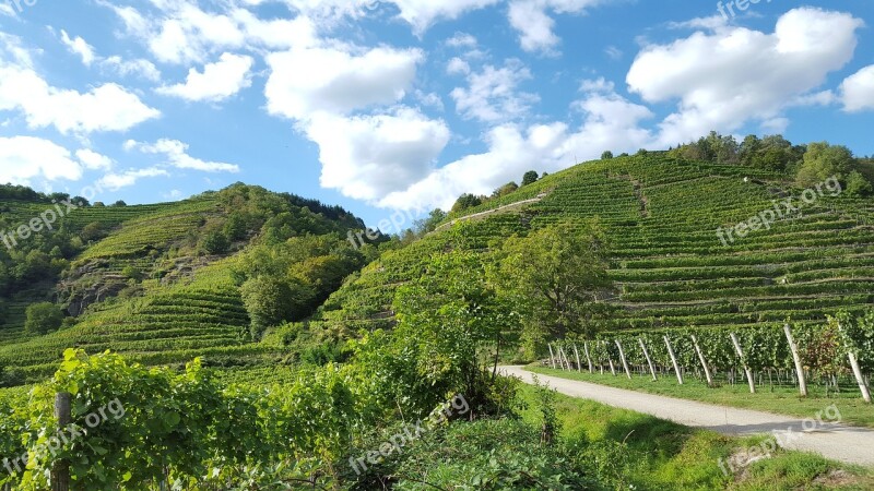 Vineyards The Danube Cycle Path Autumn Free Photos