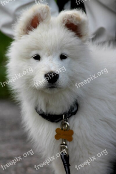 Dog Puppy White Samoyed Pet