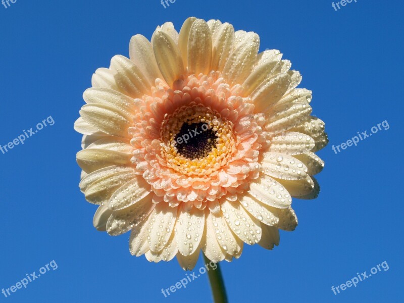 Flower Pink Bloom Gazania Free Photos