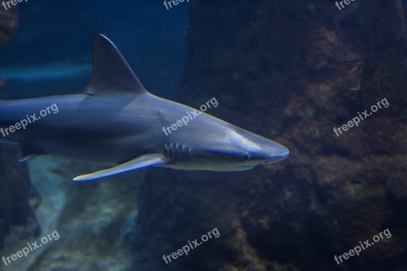 Zoo Fish Sea Ocean Nature