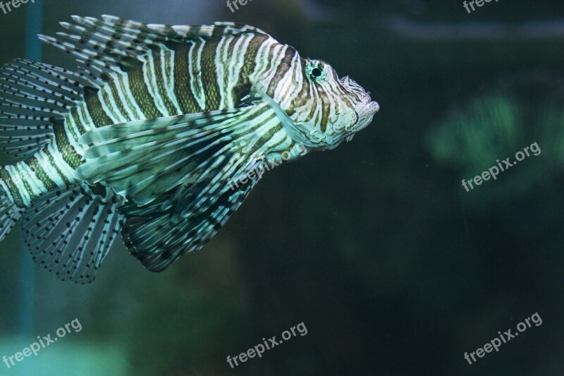 Zoo Fish Sea Ocean Nature