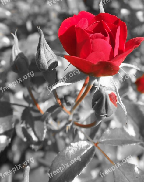 Red Rose Blossom Bloom Bloom Rose