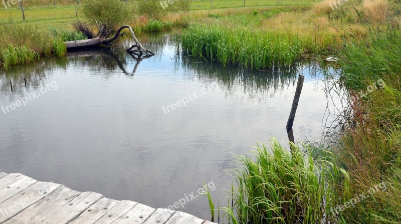 Pond Web Mirroring Grass Lake